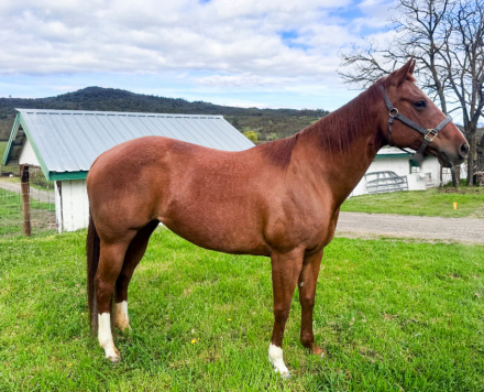 HorseID: 2310539 Barbis Smokin Gun - PhotoID: 1095172
