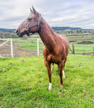 HorseID: 2310539 Barbis Smokin Gun - PhotoID: 1095173