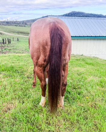 HorseID: 2310539 Barbis Smokin Gun - PhotoID: 1095174
