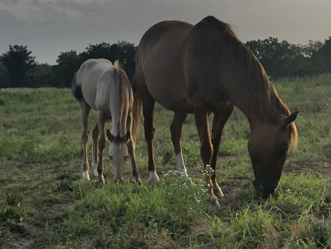 HorseID: 2310540 Docs Pretty Bill - PhotoID: 1095175