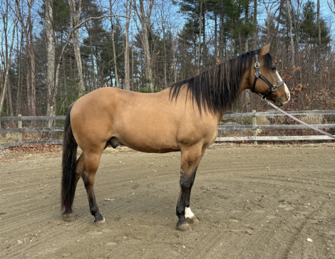 HorseID: 2310546 Chief - PhotoID: 1095262