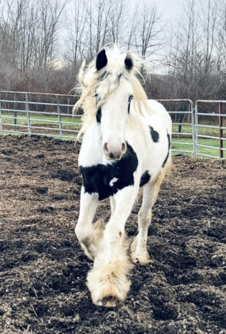 HorseID: 2310547 Roulettes Roll the Dice - PhotoID: 1095177