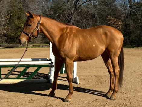 HorseID: 2310548 Coastal Drive - PhotoID: 1095178
