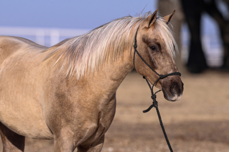 HorseID: 2310549 WAR DRIFT ON ICE - PhotoID: 1095179