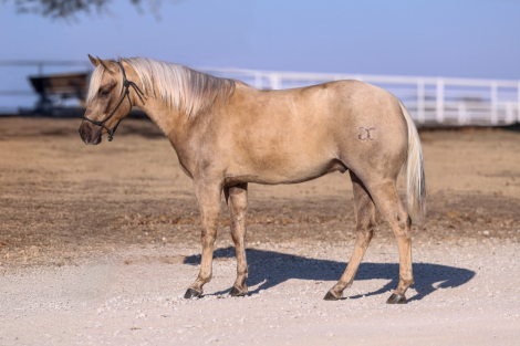 HorseID: 2310549 WAR DRIFT ON ICE - PhotoID: 1095180