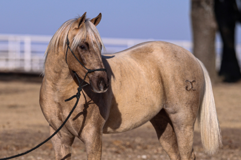 HorseID: 2310549 WAR DRIFT ON ICE - PhotoID: 1095181