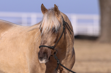 HorseID: 2310549 WAR DRIFT ON ICE - PhotoID: 1095182