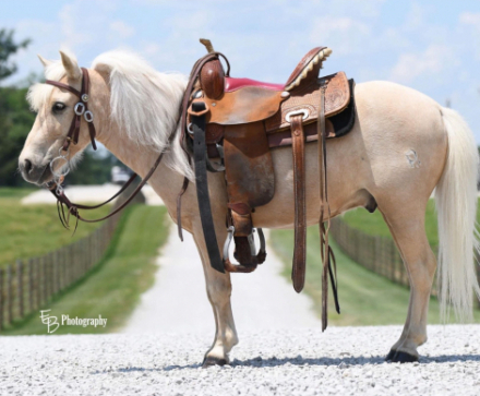 HorseID: 2310552 Thunder - PhotoID: 1095183