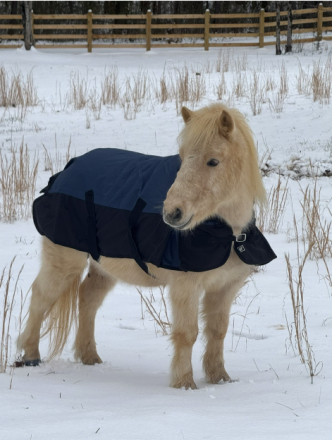 HorseID: 2310552 Thunder - PhotoID: 1095186