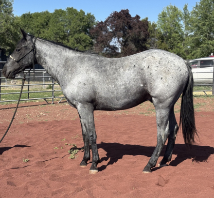 HorseID: 2310557 Elvis - PhotoID: 1095147