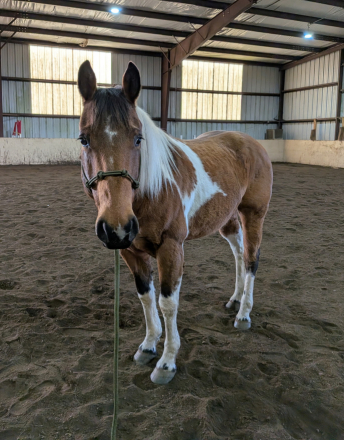HorseID: 2310560 Malibu - PhotoID: 1095188
