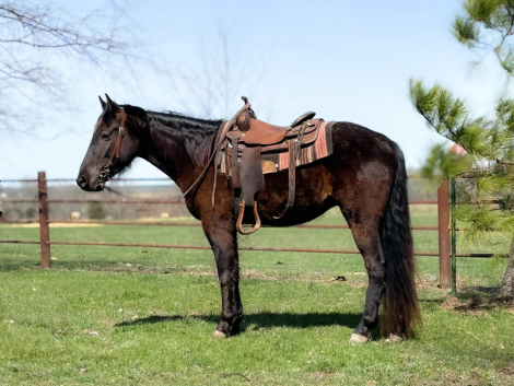 HorseID: 2310562 Sinatra Playboy Sunset - PhotoID: 1095191