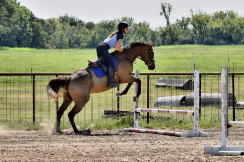 HorseID: 2310563 Sazon - PhotoID: 1095194