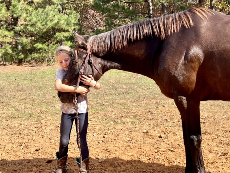 HorseID: 2310563 Sazon - PhotoID: 1095196
