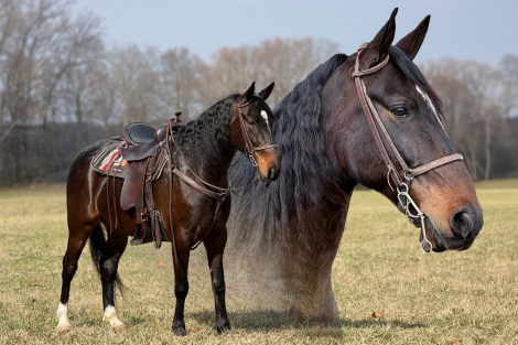 HorseID: 2310564 Cruise - PhotoID: 1095197