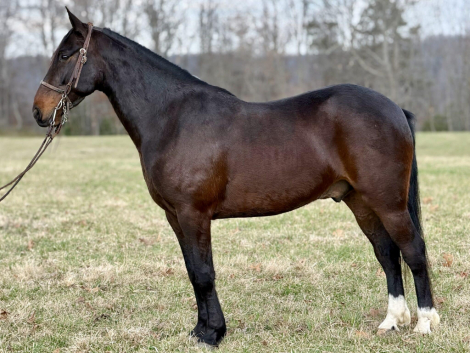 HorseID: 2310564 Cruise - PhotoID: 1095198