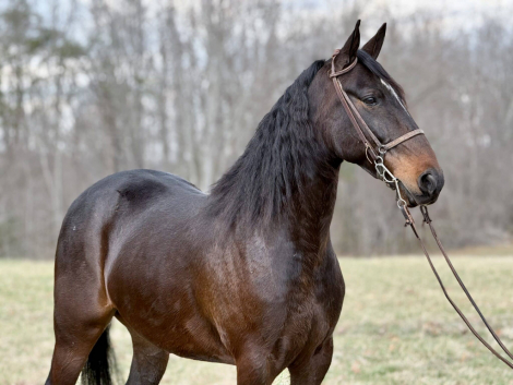 HorseID: 2310564 Cruise - PhotoID: 1095199