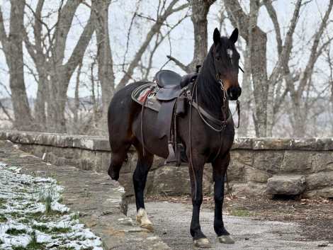 HorseID: 2310564 Cruise - PhotoID: 1095200
