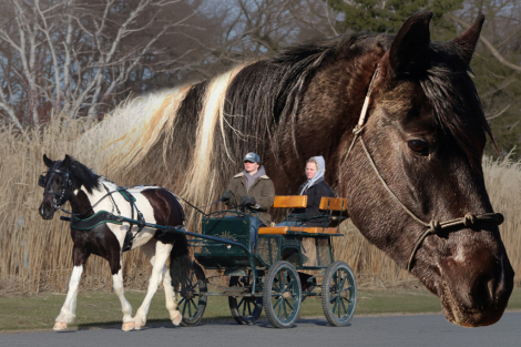 HorseID: 2310565 Verde - PhotoID: 1095201