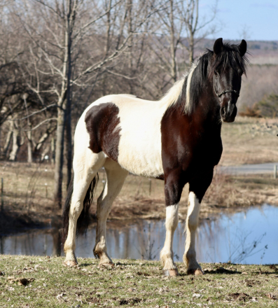 HorseID: 2310565 Verde - PhotoID: 1095202