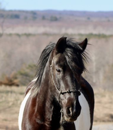 HorseID: 2310565 Verde - PhotoID: 1095204