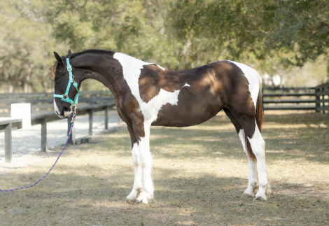 HorseID: 2310566 Poetry - PhotoID: 1095205