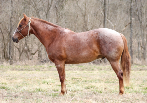 HorseID: 2310568 Chex Lucky Tiger - PhotoID: 1095206