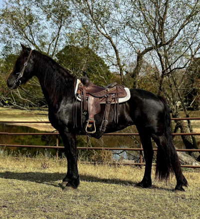 HorseID: 2310569 Be My Angelo (Scarlett) - PhotoID: 1095207