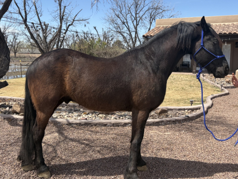 HorseID: 2310571 Rhett - PhotoID: 1095208