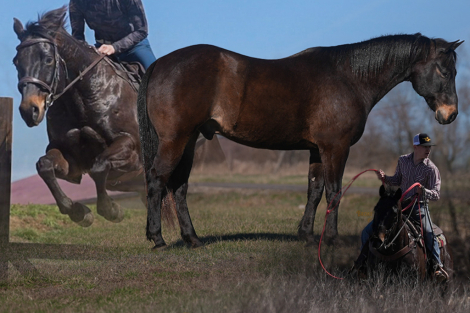 HorseID: 2310572 Jones - PhotoID: 1095209