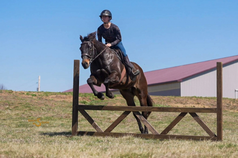 HorseID: 2310572 Jones - PhotoID: 1095210
