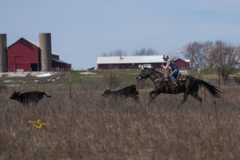 HorseID: 2310572 Jones - PhotoID: 1095212