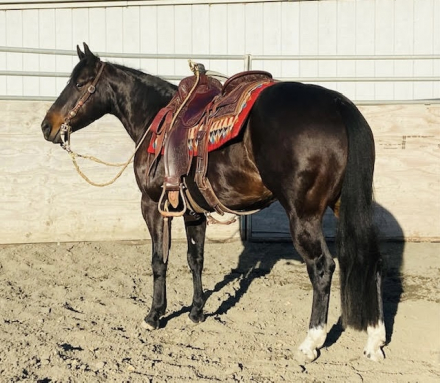 HorseID: 2310576 Tag this kitty - PhotoID: 1095213