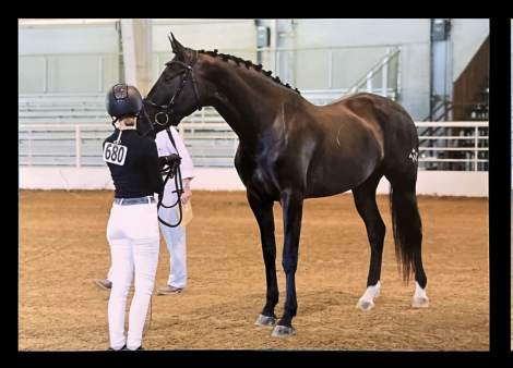 HorseID: 2310578 Annaís - PhotoID: 1095215