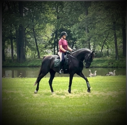 HorseID: 2310578 Annaís - PhotoID: 1095216