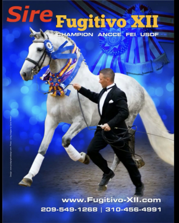 HorseID: 2310578 Annaís - PhotoID: 1095217