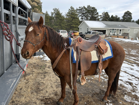 HorseID: 2310583 Boons Dual Capitol - PhotoID: 1095223