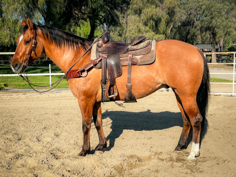 HorseID: 2310588 Weller - PhotoID: 1095224