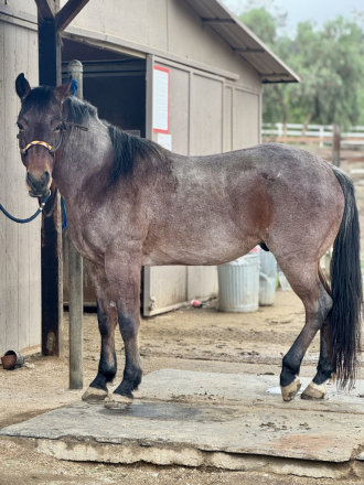 HorseID: 2310589 Burn - PhotoID: 1095225