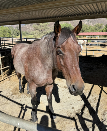 HorseID: 2310589 Burn - PhotoID: 1095226