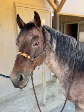 HorseID: 2310589 Burn - PhotoID: 1095227