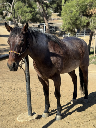 HorseID: 2310589 Burn - PhotoID: 1095228