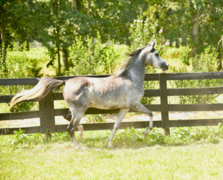 HorseID: 2310591 Elegant Essence BF - PhotoID: 1095229