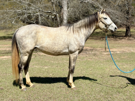 HorseID: 2310593 Speedzilla - PhotoID: 1095230