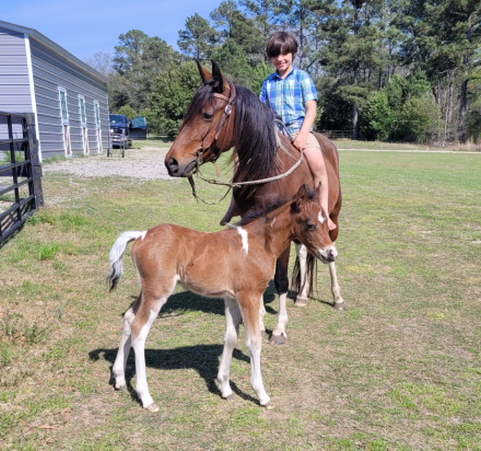 HorseID: 2310594 HH Cinnamon Roll - PhotoID: 1095231