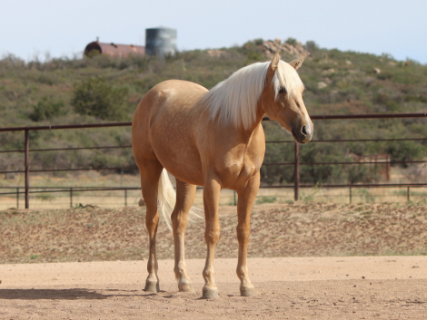 HorseID: 2310600 Miss Cats Judy - PhotoID: 1095234