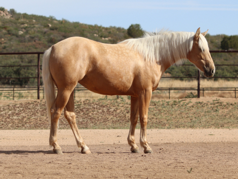 HorseID: 2310600 Miss Cats Judy - PhotoID: 1095235