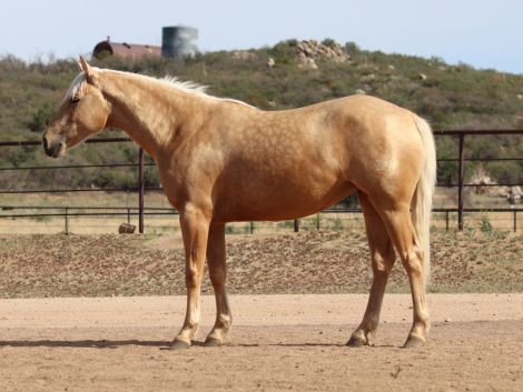 HorseID: 2310600 Miss Cats Judy - PhotoID: 1095236