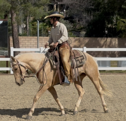 HorseID: 2310600 Miss Cats Judy - PhotoID: 1095237