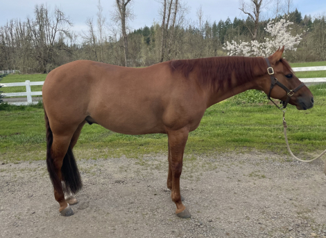 HorseID: 2310603 JACD UP ON JUICE - PhotoID: 1095239